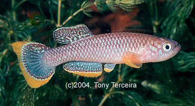 Cinnamon Killi (Fundulopanchax cinnamomeus)