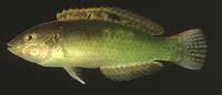 Circle-cheek wrasse (Halichoeres miniatus)