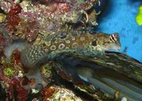 Circled dragonet (Synchiropus circularis)