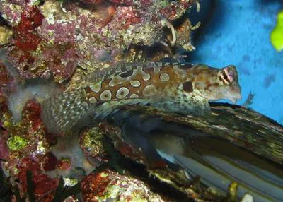 Circled dragonet (Synchiropus circularis)