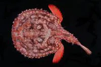Circular seabat (Halieutaea fitzsimonsi)