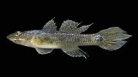Circumspect goby (Glossogobius circumspectus)