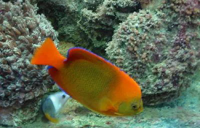 Clarion angelfish (Holacanthus clarionensis)