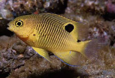 Clarion major (Stegastes redemptus)