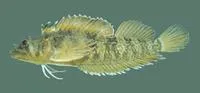 Clarke's triplefin (Trinorfolkia clarkei)