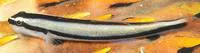Cleaner goby (Elacatinus genie)