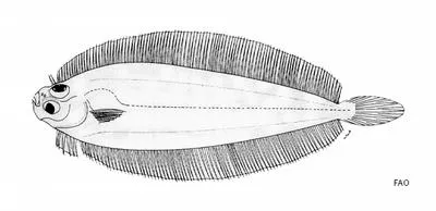 Clear fin-base flounder (Laeops clarus)