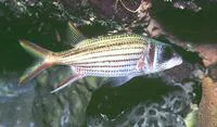 Clearfin squirrelfish (Neoniphon argenteus)