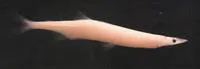 Clearhead icefish (Protosalanx hyalocranius)