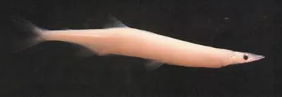 Clearhead icefish (Protosalanx hyalocranius)