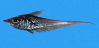 Clearsnout grenadier (Coelorinchus canus)