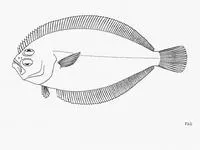 Clearspot flounder (Syacium maculiferum)