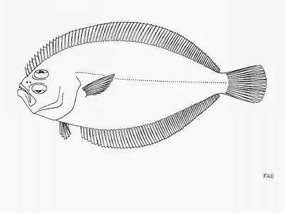 Clearspot flounder (Syacium maculiferum)