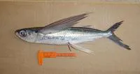 Clearwing flyingfish (Cypselurus comatus)