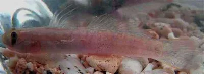 Cleft-lipped goby (Sicyopterus cynocephalus)