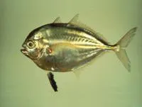 Cleftbelly trevally (Atropus atropos)