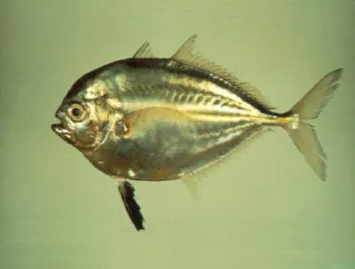 Cleftbelly trevally (Atropus atropos)