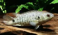 Climbing perch (Anabas testudineus)