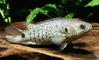 Climbing perch (Anabas testudineus)