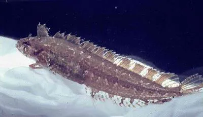 Cline (Clinitrachus argentatus)