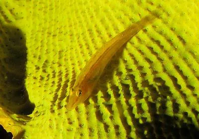 Cling goby (Pleurosicya elongata)