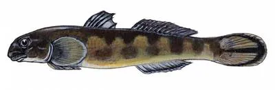 Clinging goby (Sicyopterus micrurus)