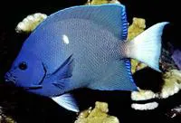 Clipperton angelfish (Holacanthus limbaughi)