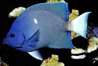 Clipperton angelfish (Holacanthus limbaughi)