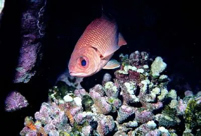 Clipperton cardinal soldierfish (Myripristis gildi)
