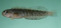 Cloister blenny (Omobranchus elongatus)