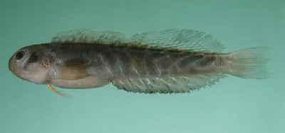 Cloister blenny (Omobranchus elongatus)