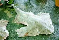 Clouded angelshark (Squatina nebulosa)