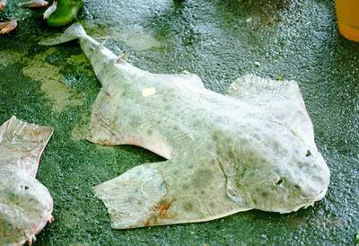 Clouded angelshark (Squatina nebulosa)