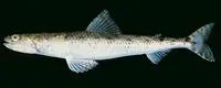 Clouded lizardfish (Saurida nebulosa)