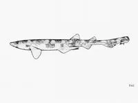 Cloudy catshark (Scyliorhinus torazame)