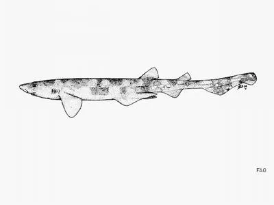 Cloudy catshark (Scyliorhinus torazame)