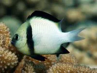 Cloudy dascyllus (Dascyllus carneus)