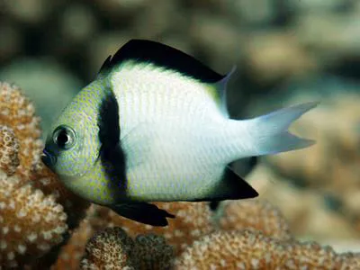 Cloudy dascyllus (Dascyllus carneus)