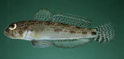 Cloudy goby (Opua nephodes)