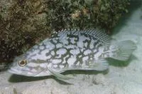 Cloudy grouper (Epinephelus erythrurus)