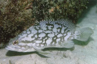 Cloudy grouper (Epinephelus erythrurus)