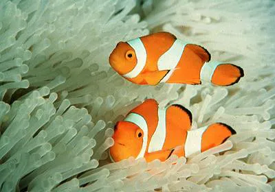 Clown anemonefish (Amphiprion ocellaris)
