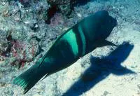 Clown coris (Coris aygula)