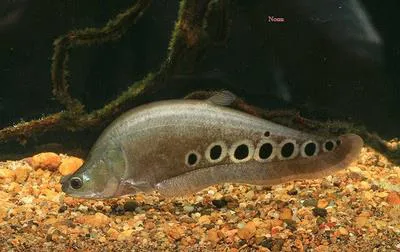 Clown featherback (Chitala ornata)