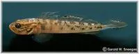 Clown goby (Microgobius gulosus)