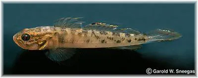 Clown goby (Microgobius gulosus)
