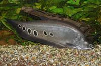 Clown knifefish (Chitala chitala)