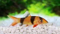 Clown loach (Chromobotia macracanthus)