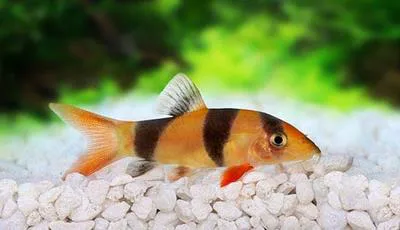 Clown loach (Chromobotia macracanthus)