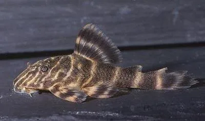 Clown panaque (Panaqolus maccus)